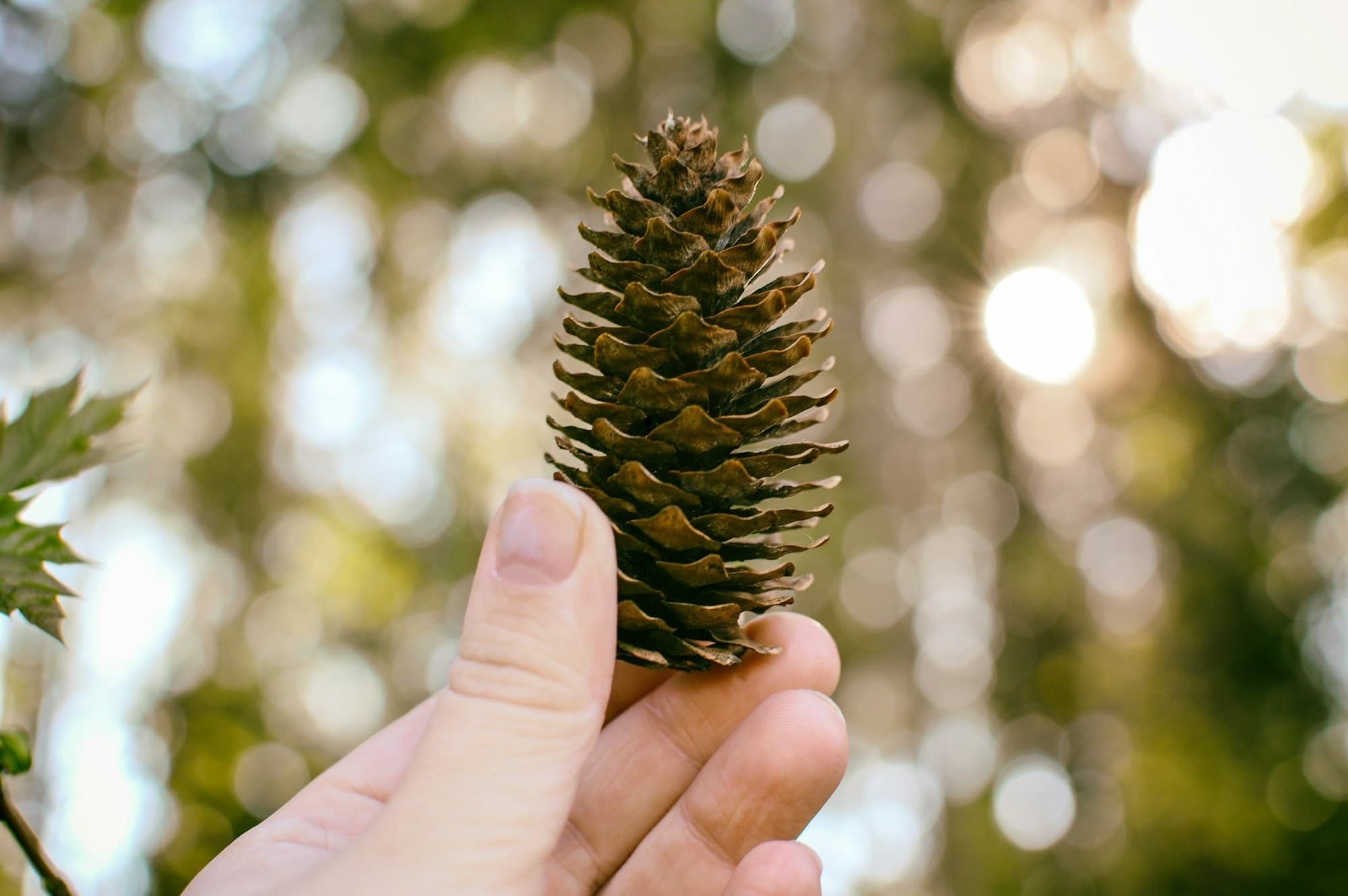 A hand holding a pinecone against a blurred sunlit forest