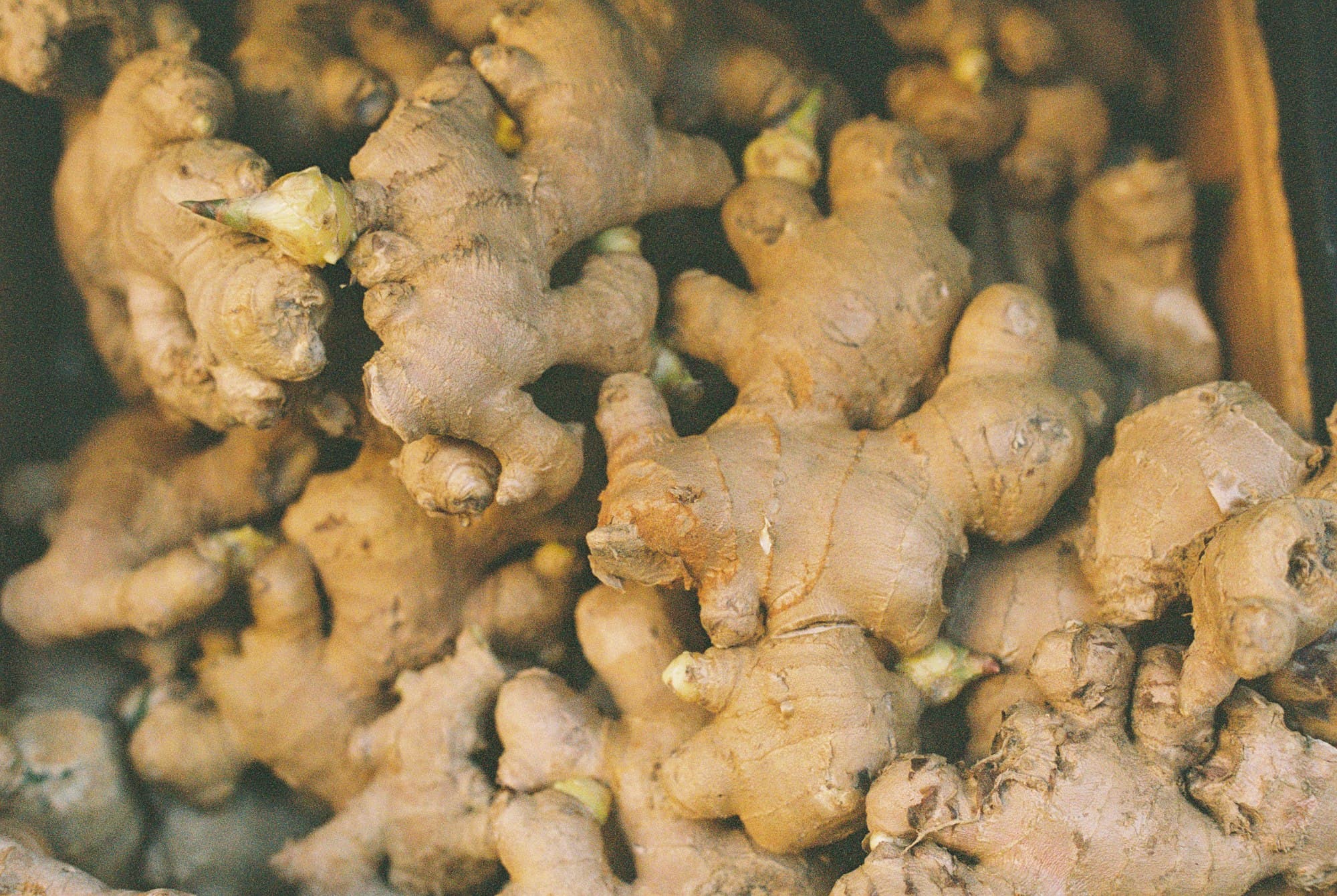A close pile of fresh ginger roots with small green sprouts