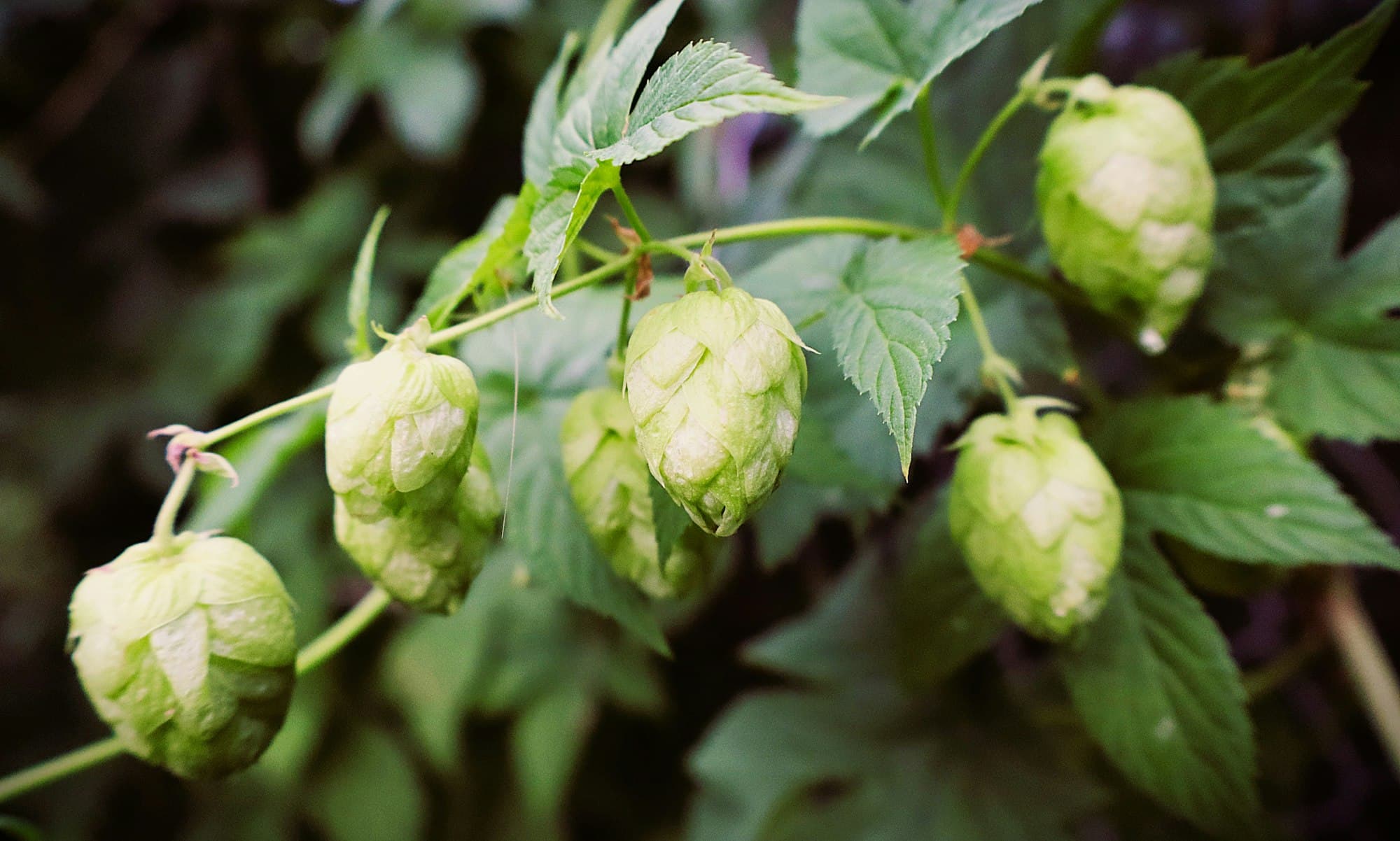 Green hop cones hanging from a vine among serrated leaves