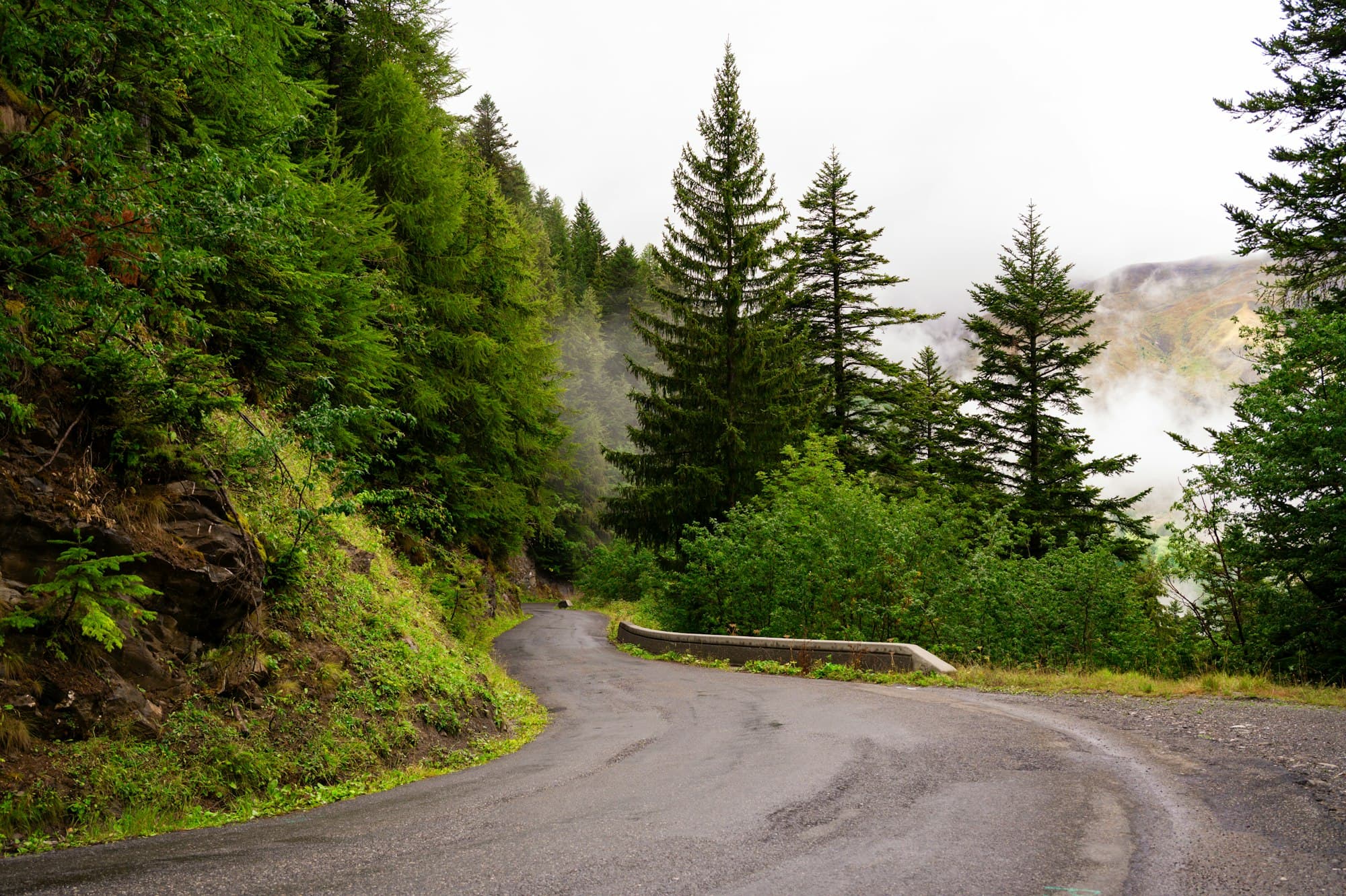 A wet winding asphalt road through a misty pine forest