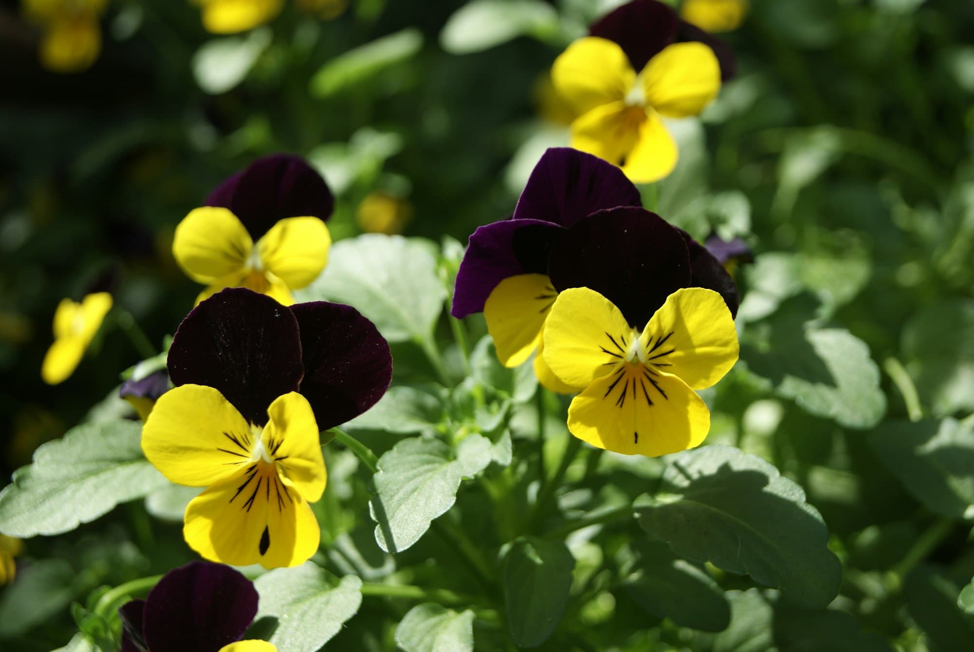 Yellow and deep purple pansies among green leaves in bright sunlight