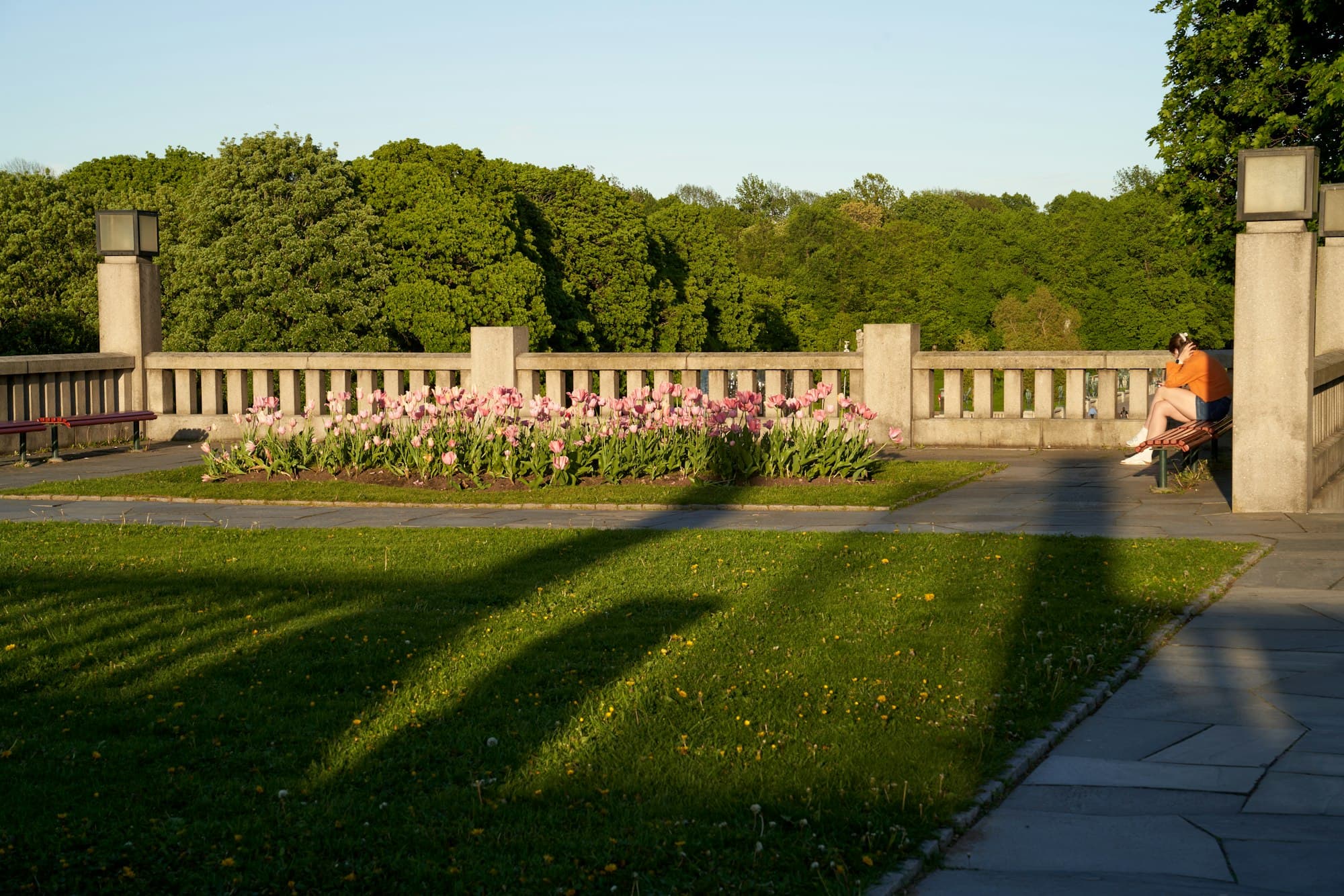 Pink tulips and a sunlit lawn in a quiet park with a tiny distant figure on a bench