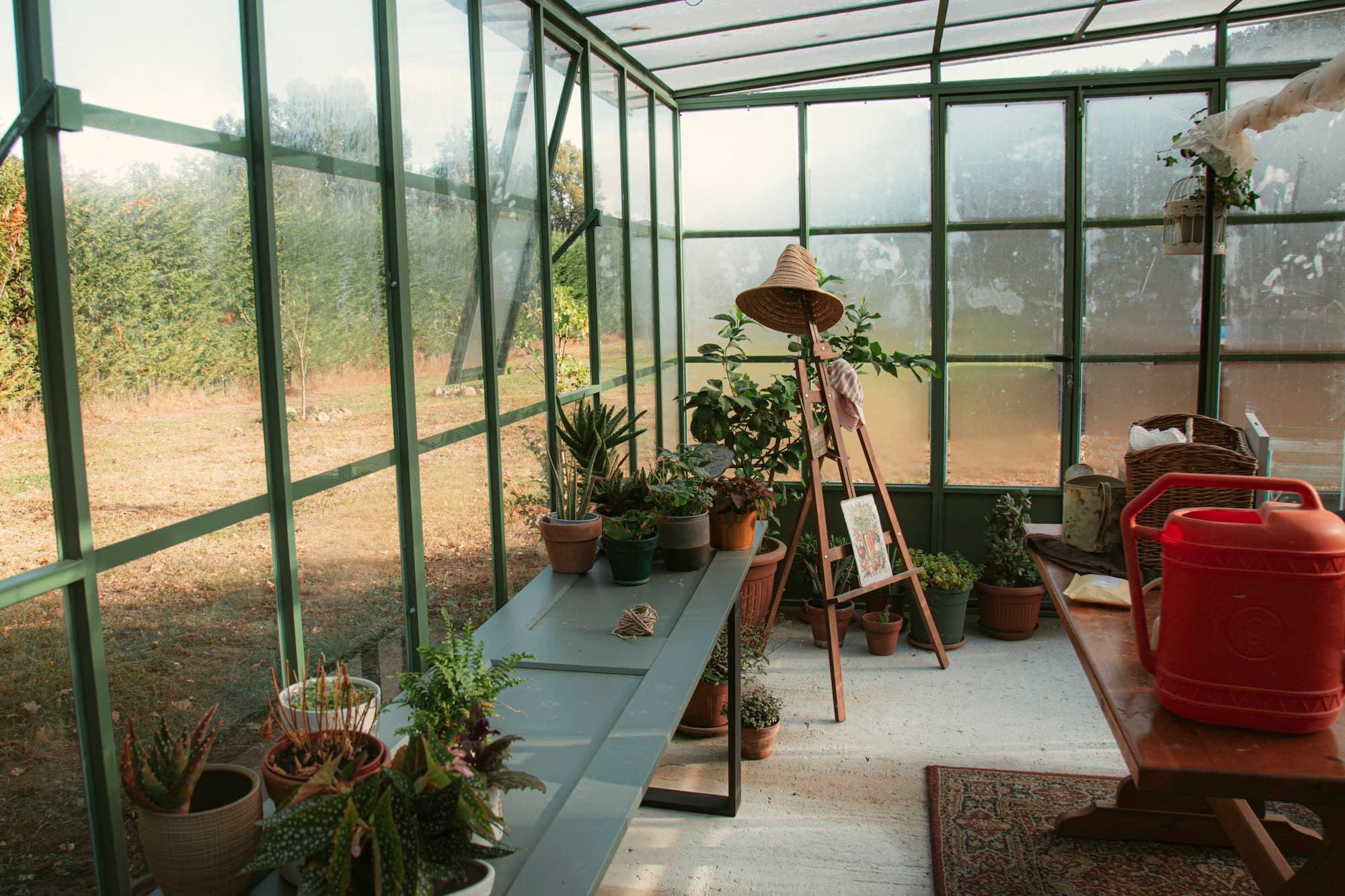 Potted plants on a long table inside a green glass greenhouse with a red watering can