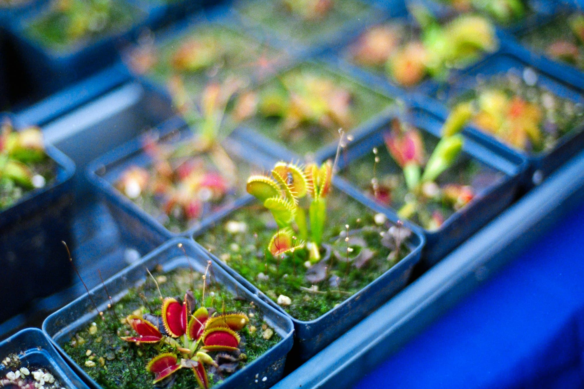 Small Venus flytrap plants in square pots with a shallow depth of field