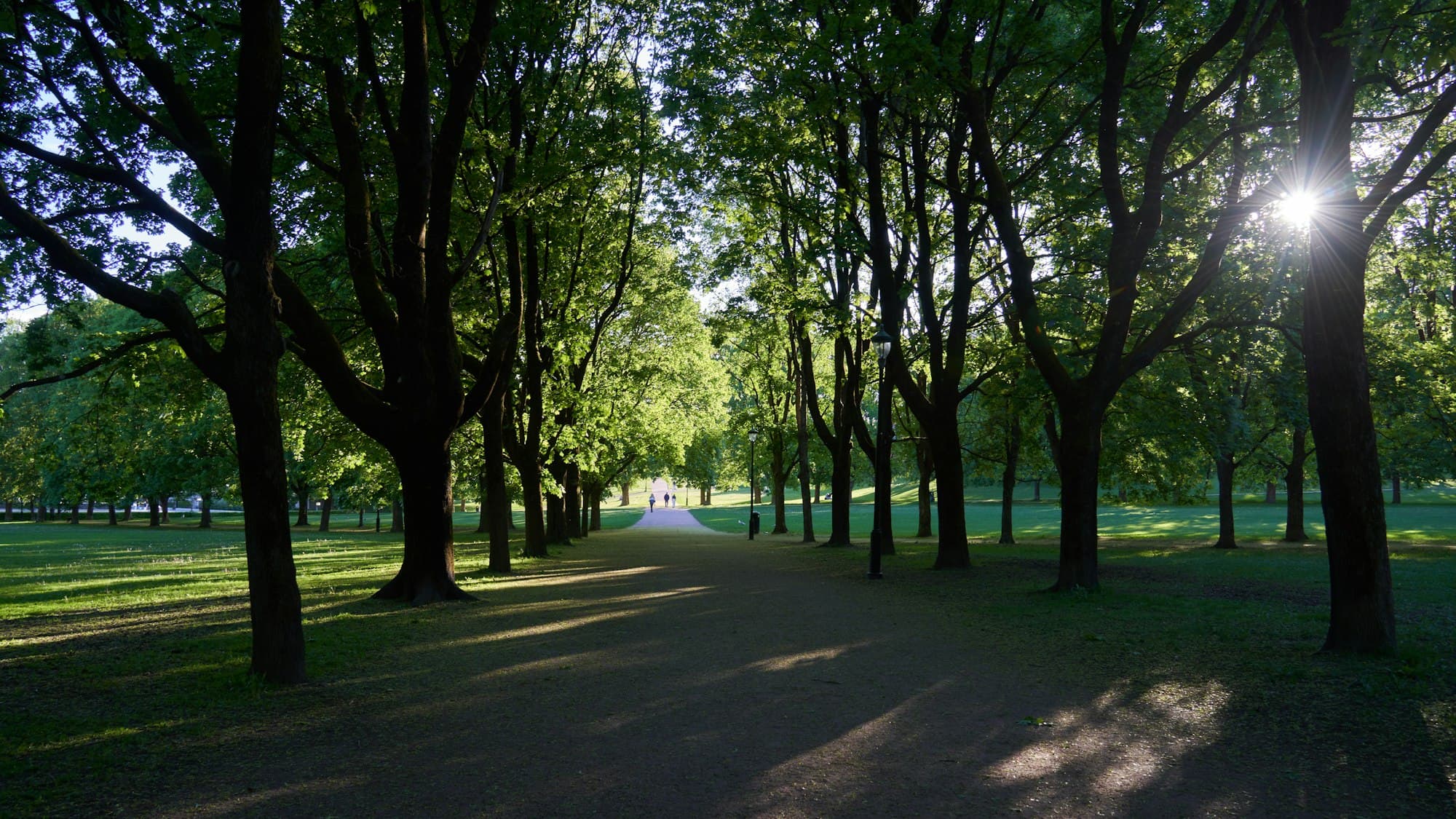A tree-lined path through a park in low, warm sunlight