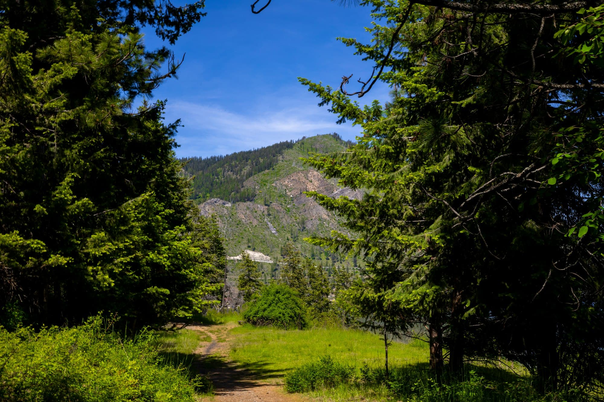 A dirt path through pine trees leading toward a green mountain under a blue sky