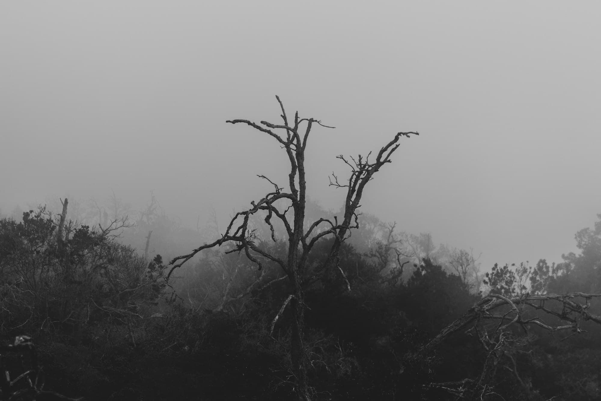 A bare, twisted tree rising out of dense grey fog