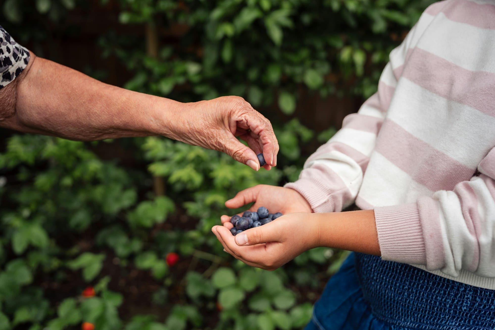 An older person placing a blueberry into the cupped hands of a child