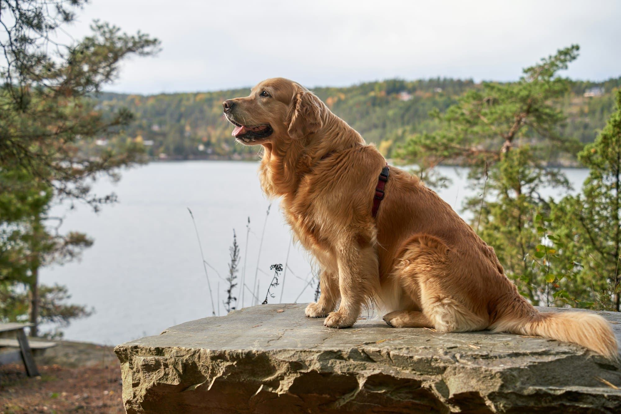 A golden retriever in a harness sits on a large rock overlooking a lake