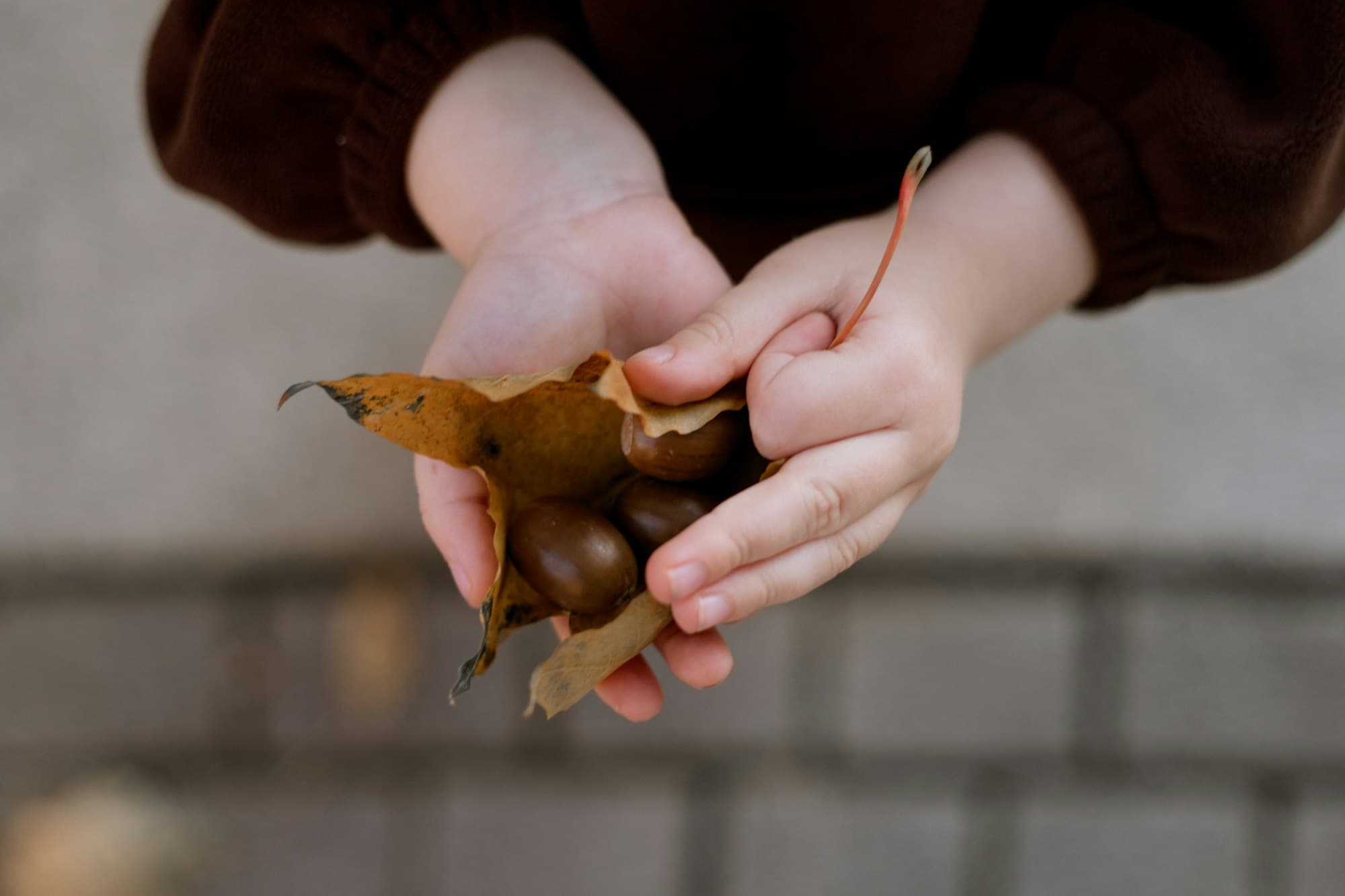 A child's cupped hands holding acorns inside a dry autumn leaf