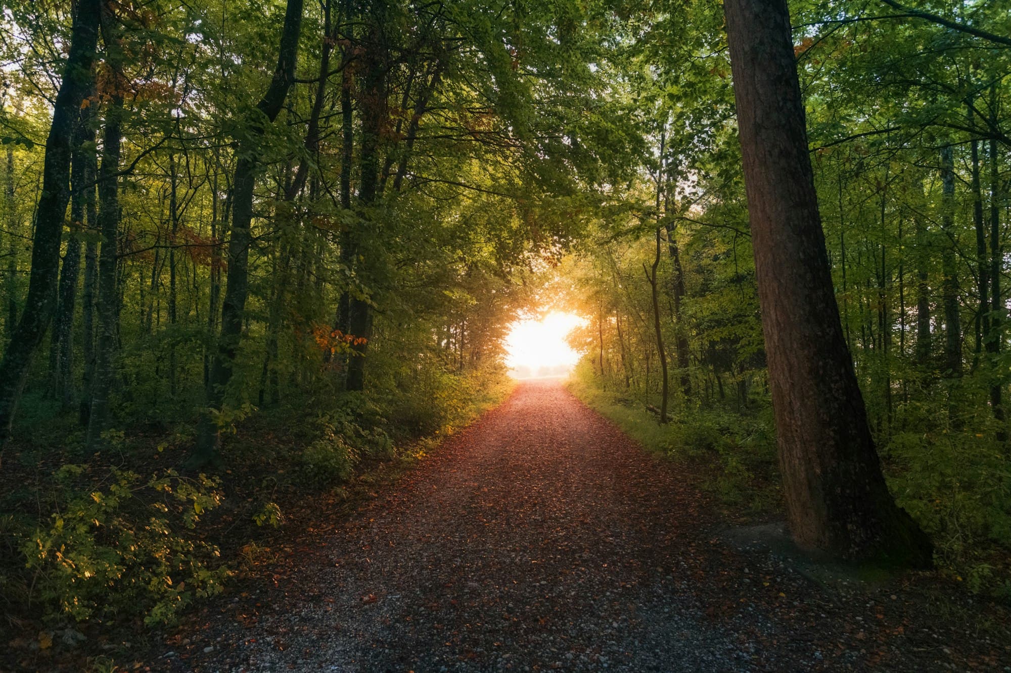 A gravel path through an autumn forest with golden sunrise light at the end