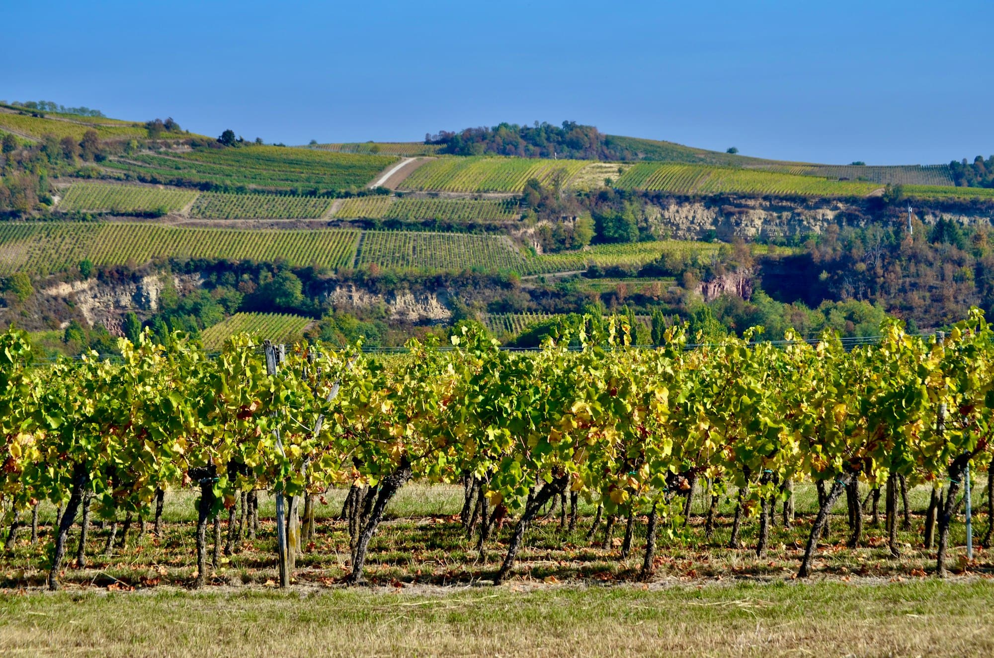 Autumn grapevine rows in front of terraced vineyard hills under a blue sky