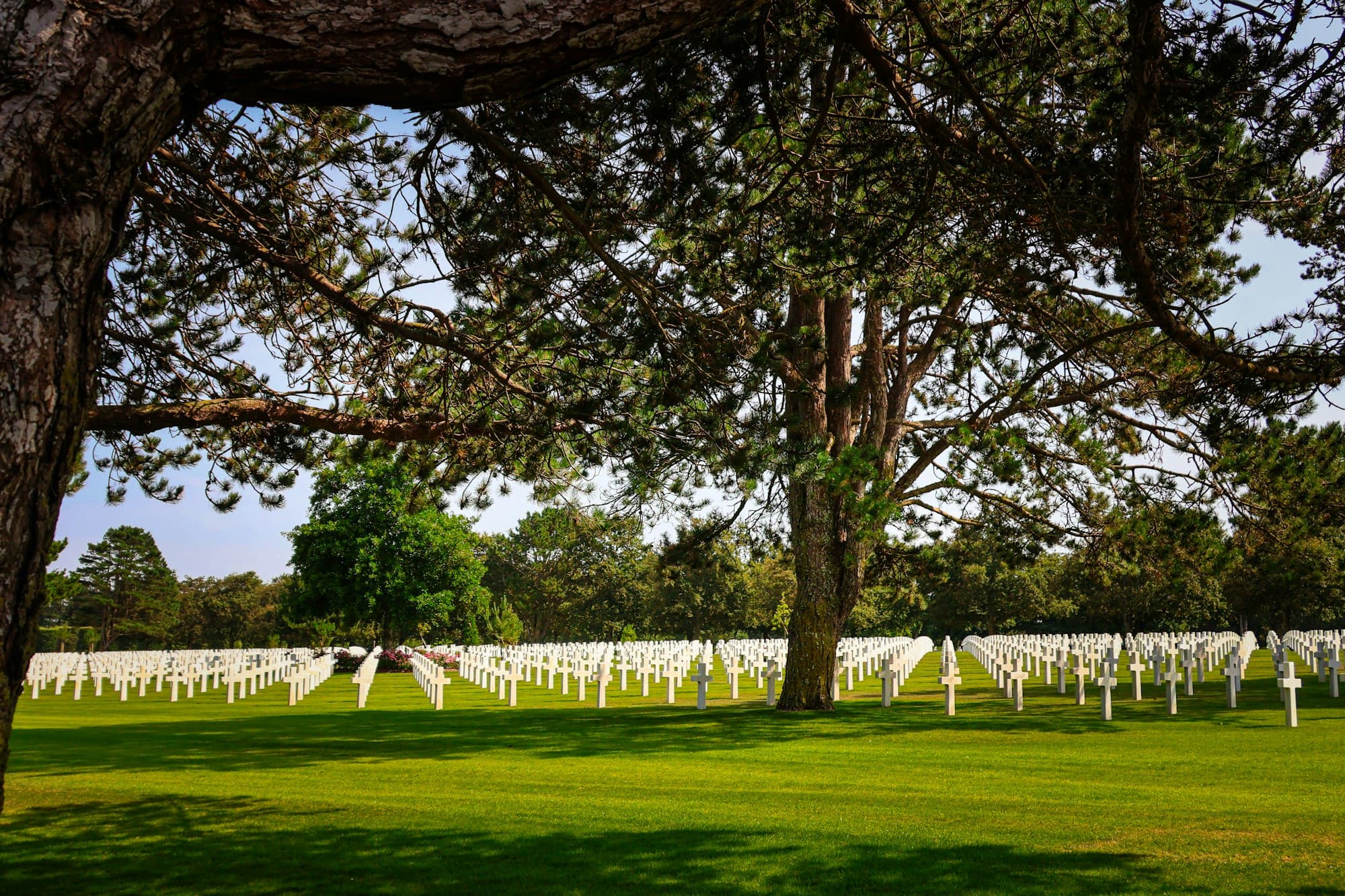 Rows of white grave markers on a green lawn beneath pine trees at the Normandy American Cemetery